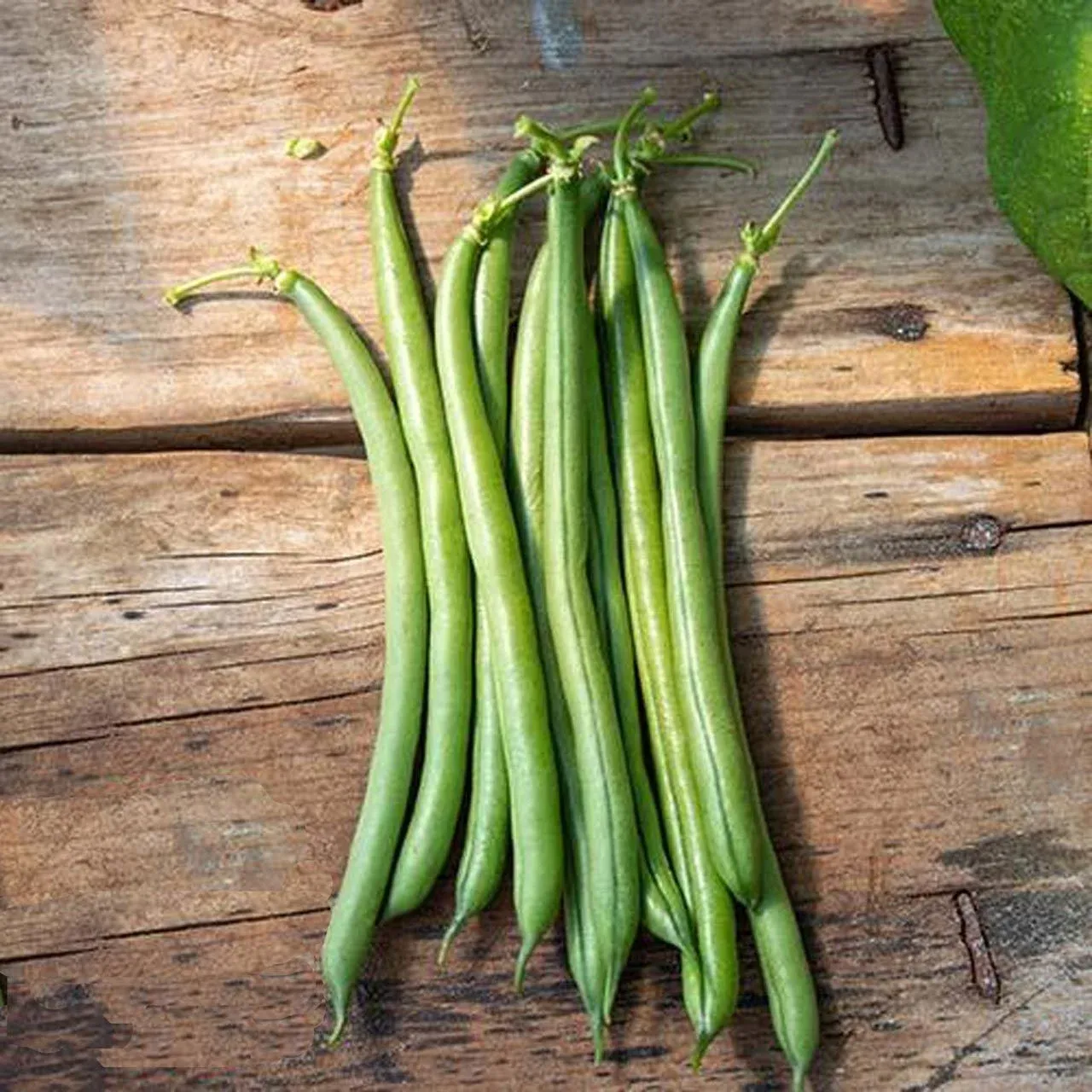 Sırık Fasulye | Zeybek Tarım