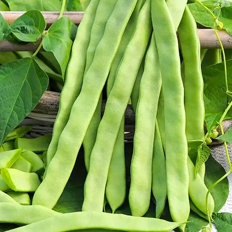 Alman Ayşe Fasulye | Zeybek Tarım