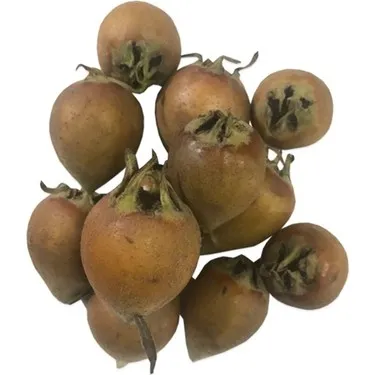 Muşmula | Zeybek Tarım