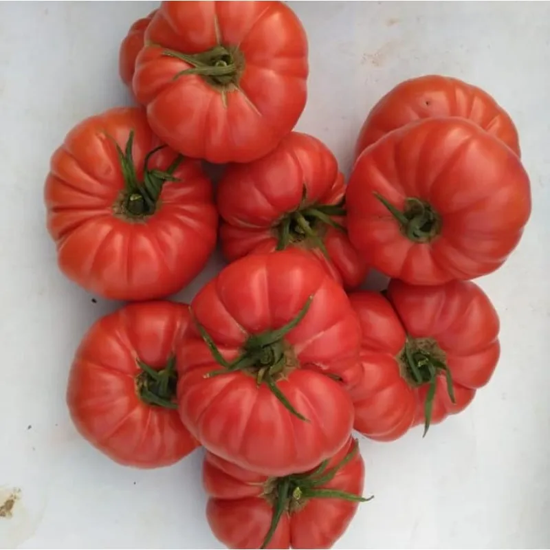 Yıldız Köy Domatesi | Zeybek Tarım