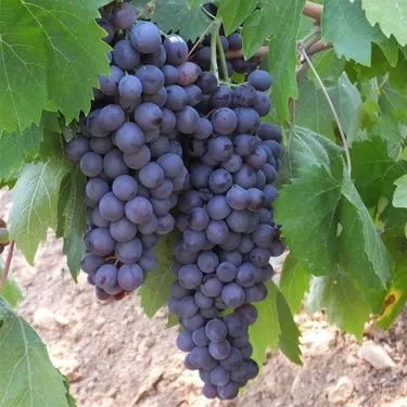 Çalkarası Üzüm | Zeybek Tarım