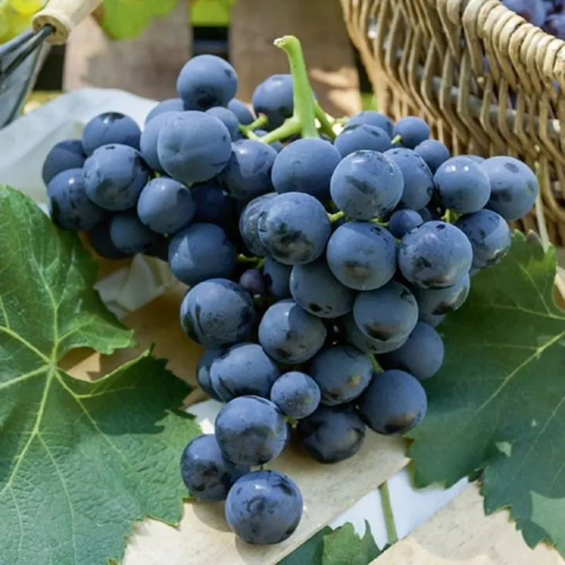 Alphonse Lavallée Üzüm | Zeybek Tarım