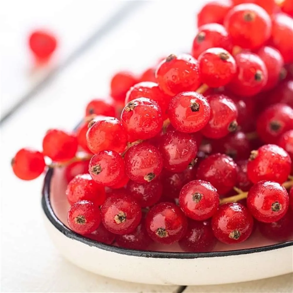 Freng Üzümü (Cranberry) | Zeybek Tarım