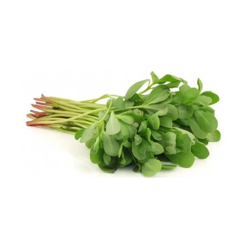 Semizotu | Zeybek Tarım