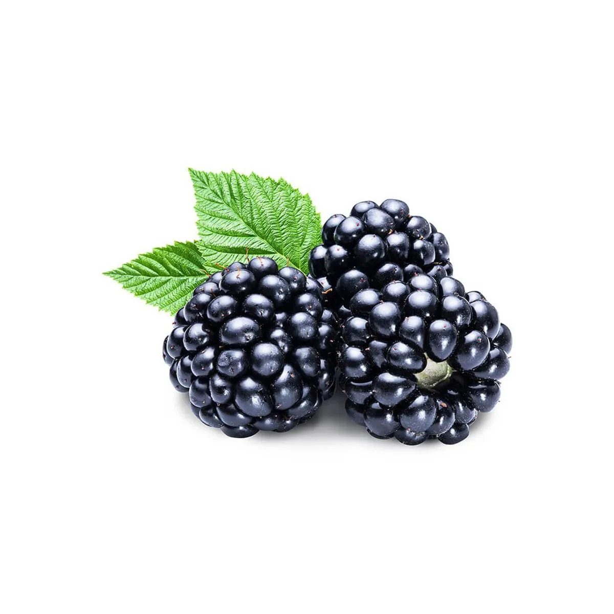 Böğürtlen (Blackberry) | Zeybek Tarım