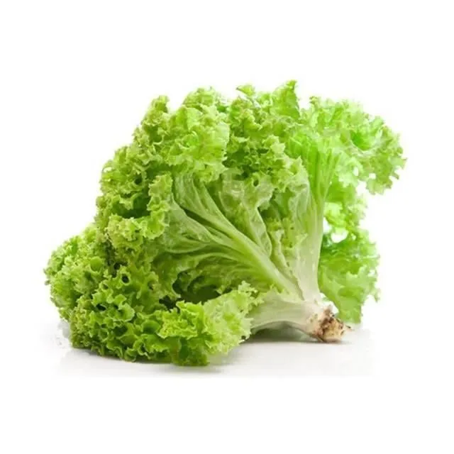 kıvırcık marul | Zeybek Tarım