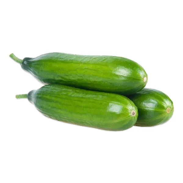 Yerli Salatalık | Zeybek Tarım