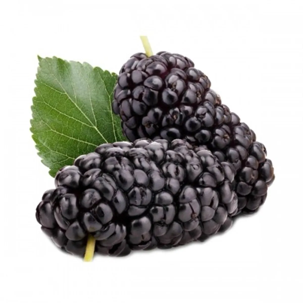 Kara Dut (Taze ve Doğal) | Zeybek Tarım